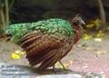 Afropavo_congensis