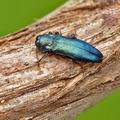 Agrilus_cyanescens_bf5781