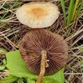 Agrocybe_paludosa_bs1157