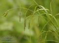 Carex_sylvatica_a609