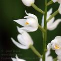 Cephalanthera_longifolia_ak3926