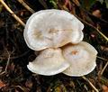 Clitocybe_phyllophila_jf9749