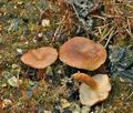 Clitocybe_sinopica_bn9724