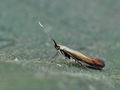 Coleophora_alcyonipennella_bs4150