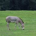 Equus_asinus_af6434
