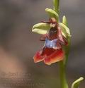 Ophrys_insectifera_8299