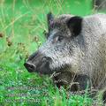 Sus_scrofa_eba4442