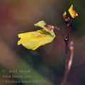 Utricularia_minor_bd5374