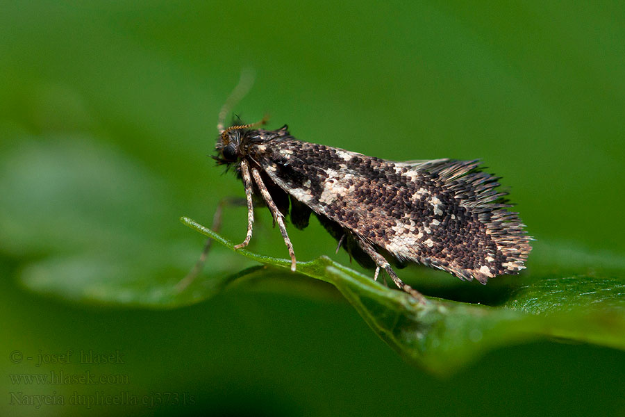 Narycia duplicella monilifera Schwarze Motten-Sackträger