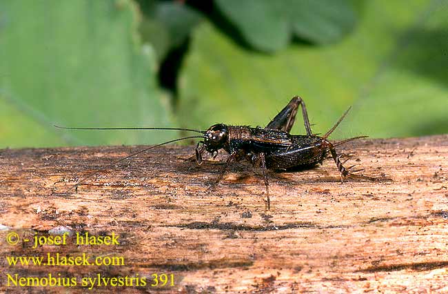 Nemobius sylvestris Acheta Wood cricket Bush Cvrček lesní