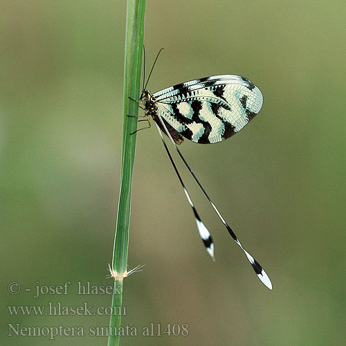 Spoonwing lacewing Thread-winged Antlion Нитекрылка закавказская Nemoptera sinuata Stuholetka jižní