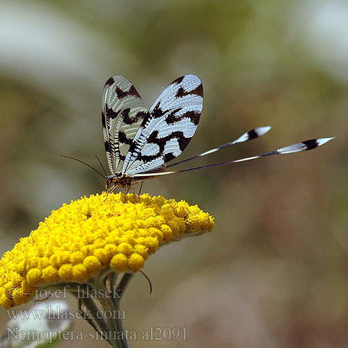 Stuholetka jižní Spoonwing lacewing Thread-winged Antlion Нитекрылка закавказская Nemoptera sinuata
