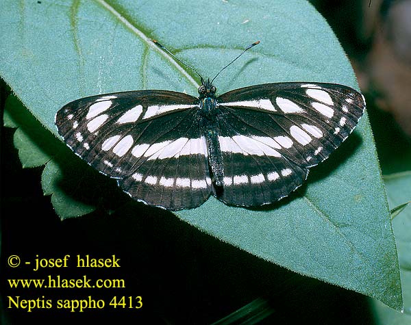 Neptis sappho Kis fehérsávoslepke Schwarzbrauner Trauerfalter