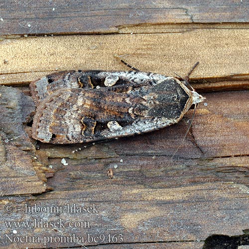 Large Yellow Underwing Diet Tips