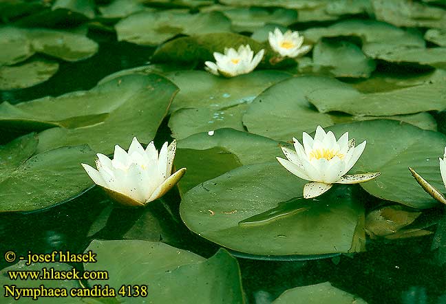Nymphaea candida Kleine Seerose Leknín bělostný Candid Water-lily