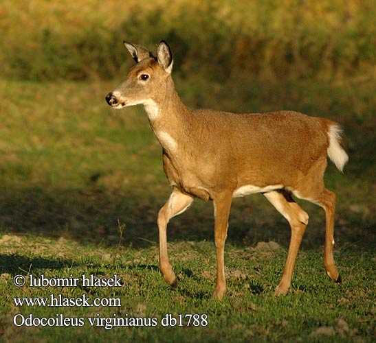 Witstaarthert Valkohäntäpeura White-tailed deer Cerf Virginie