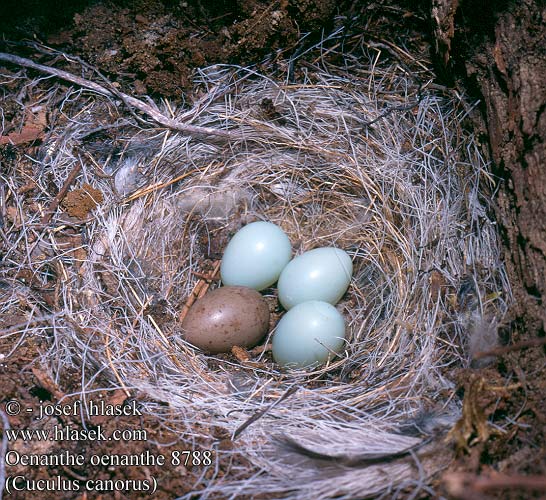 birds eggs nests Oenanthe oenanthe Wheatear Steinschmätzer
