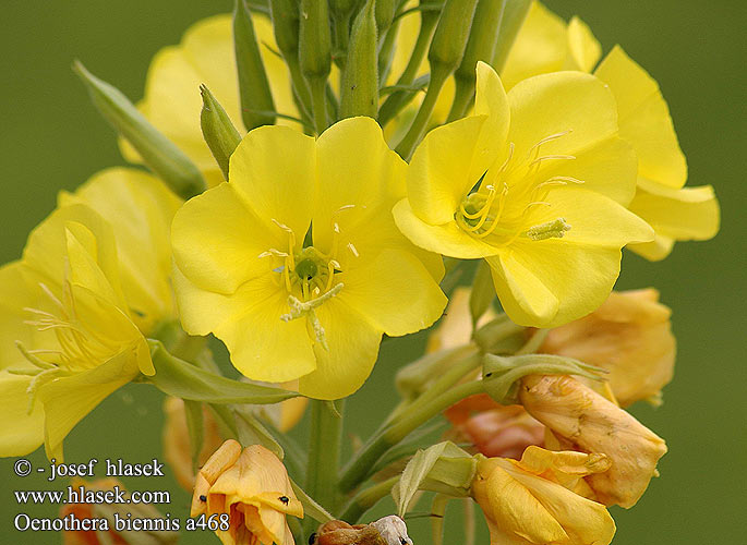 Common Evening Primrose Wiesiołek dwuletni Onagre bisannuelle