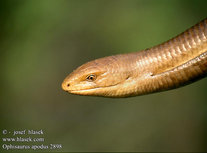 Ophisaurus apodus Pseudopus Scheltopusik European Glass Lizard Pseudopo europeo Blavor žlutý Oluklu kertenkele Ophisaure Żółtopuzik bałkański Желтопузик Глухарь Slepúch beznohý Páncélos seltopuzik Змиегущерът