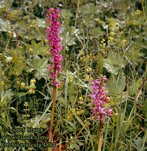 Miehenkämmekkä Orchis mâle Füles kosbor