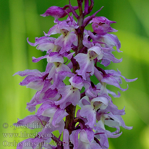 Orchis mascula Early-purple Orchid Early Purple Salabmisri