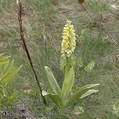 Orchis pallens Bleke orchis Orchide pallida Sápadt kosbor
