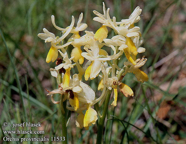 Orchis provincialis 11533 UK: Provence orchid FR: Orchid de Provence Orchis a fleurs peu nombreuses IT: Orchide provenzale DE: Französisches Knabenkraut