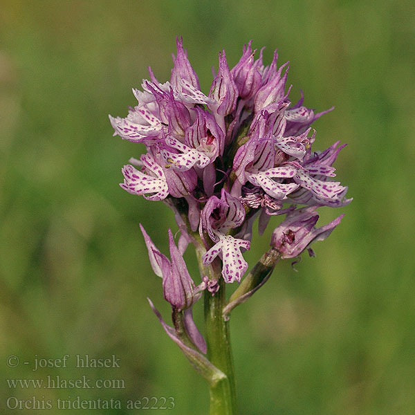 Orchis tridentata Three-toothed orchid