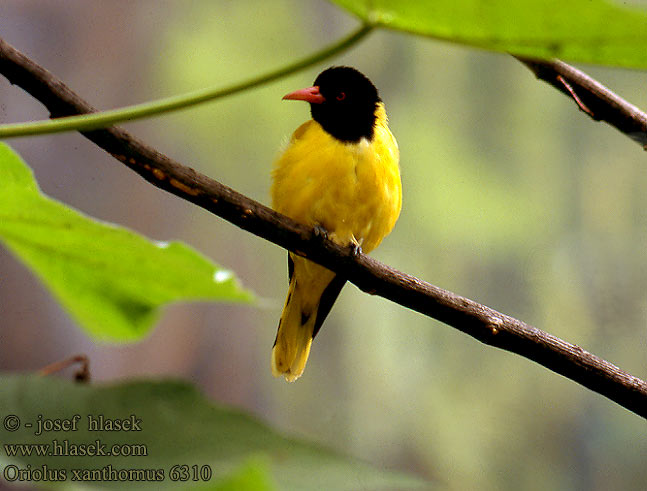 Loriot capuchon noir Zwartkopwielewaal Rigogolo testanera asiatico Schwarzkopfpirol Žluva černohlavá Oropéndola Cabeza Negra Asiática 黑头黄鹂 Oriolus xanthornus Black-hooded Oriole Blackheaded Oriole huppukuhankeittäjä