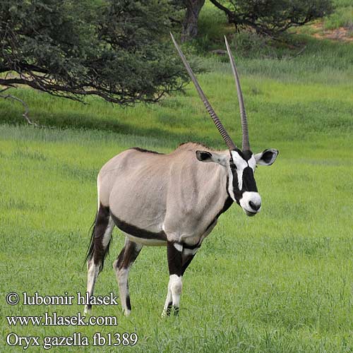 Oryx gazella fb1389