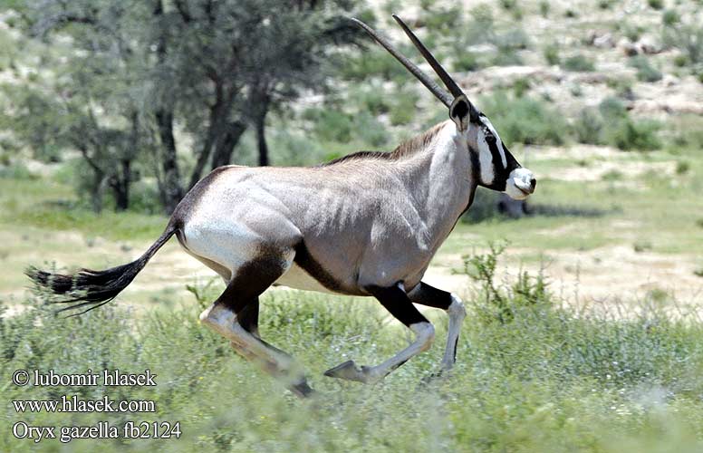 Oryx gazella Gemsbok Přímorožec jihoafrický Spießbock Oriks-antilopo Oryx gazelle Tiesiaragis oriksas Nyársas antilop オリックス Oryks południowy Órix Сернобык Beisa โอริกซ์ Орікс 南非劍羚