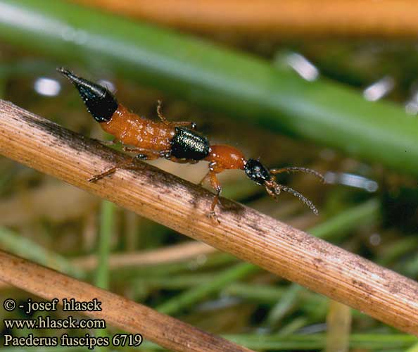 Paederus fuscipes