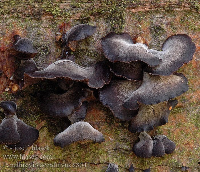 Panellus violaceofulvus Panelle brun-violet