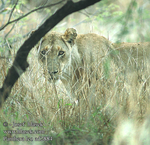 Panthera leo African lion Afrikansk hanløve
