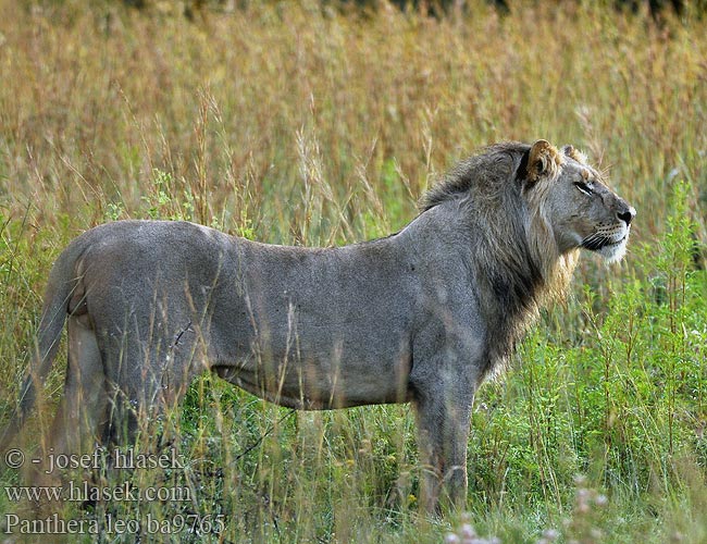 Lion Leeuw leone africano Afrikai Oroszlán Löwe