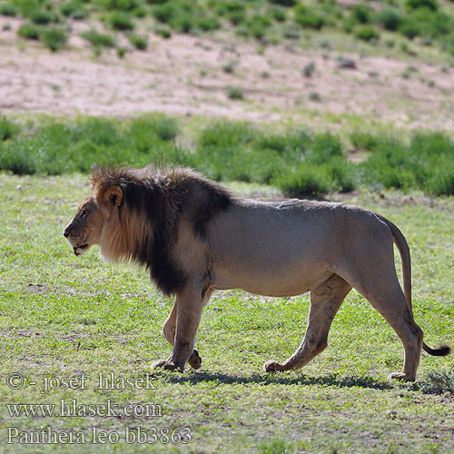 獅 獅子 獅子座 ლომאריה: सिंह