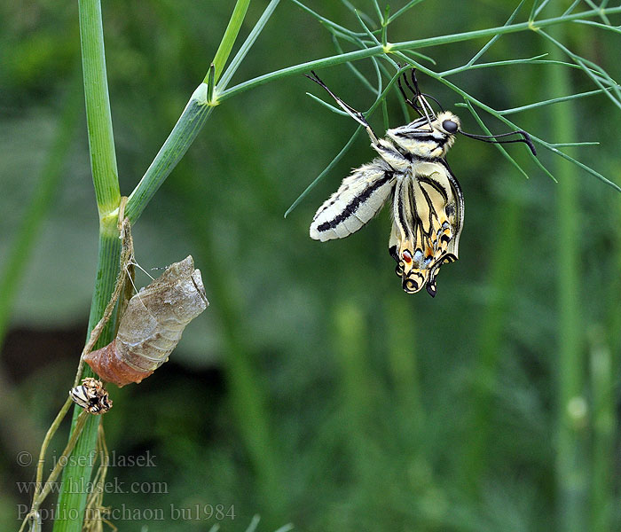 Papilio machaon Koninginnenpage Големият полумесец Голям Lastin rep