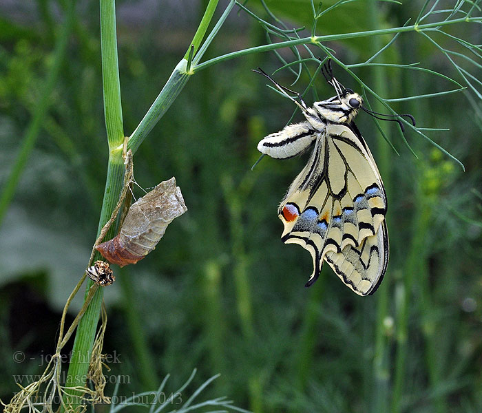 Papilio machaon 金凤蝶 Pääsusaba זנב סנונית נאה Macaone