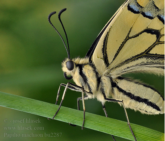 Otakárek fenyklový Papilio machaon