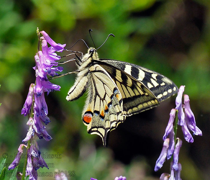 Paź królowej Swallowtail Vidlochvost Papilio machaon