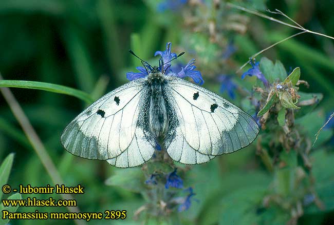 Parnassius mnemosyne Jasoň dymnivkový Clouded Apollo butterfly