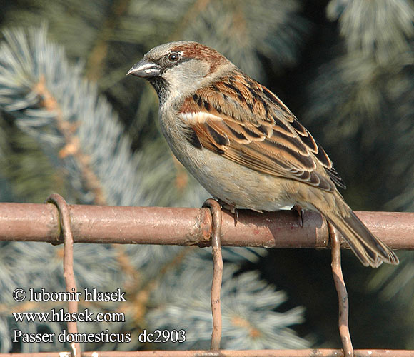 Passer domesticus dc2903