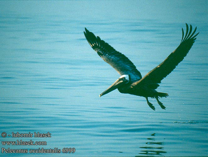Brown Pelican Pélican brun Pelícano pardo Braunpelikan Pelikán hnědý Пеликан бурый Pelikan brunatny Tengeri pelikán Pelecanus occidentalis
