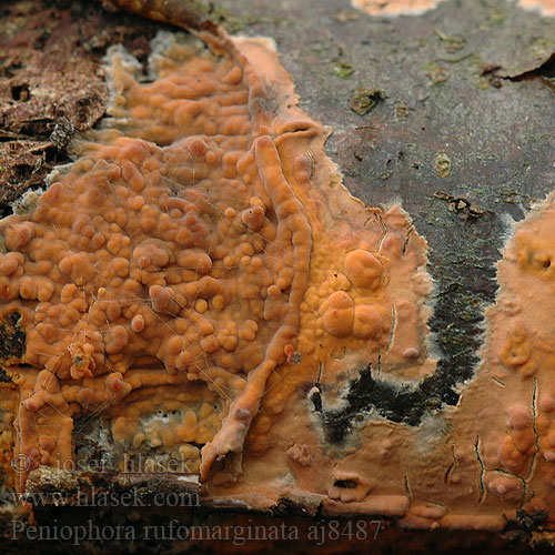 Peniophora rufomarginata aj8487