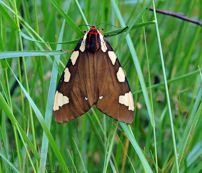 Large tiger moth Pericallia matronula