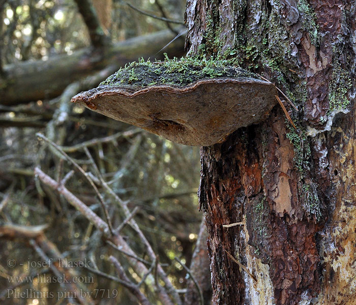 Phellinus pini Ohňovec borový