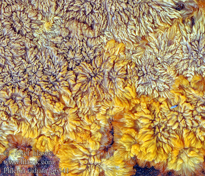 Merulius merismoides aurantiaca contorta Rosettsopp