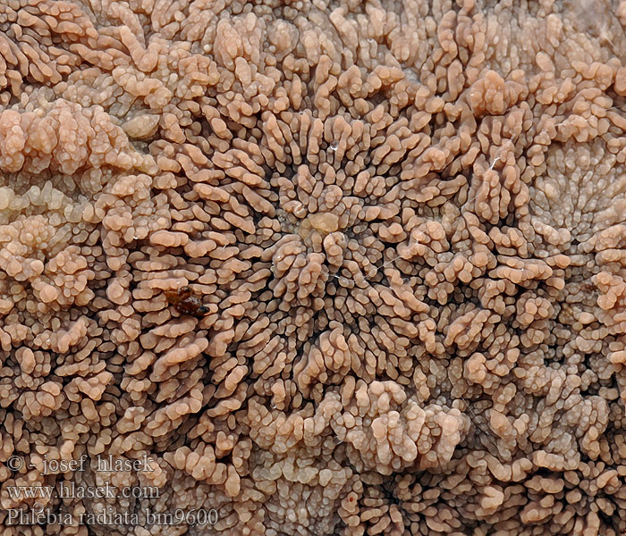 Wrinkled Crust Stråle-åresvamp Rusorypykkä Oranje aderzwam