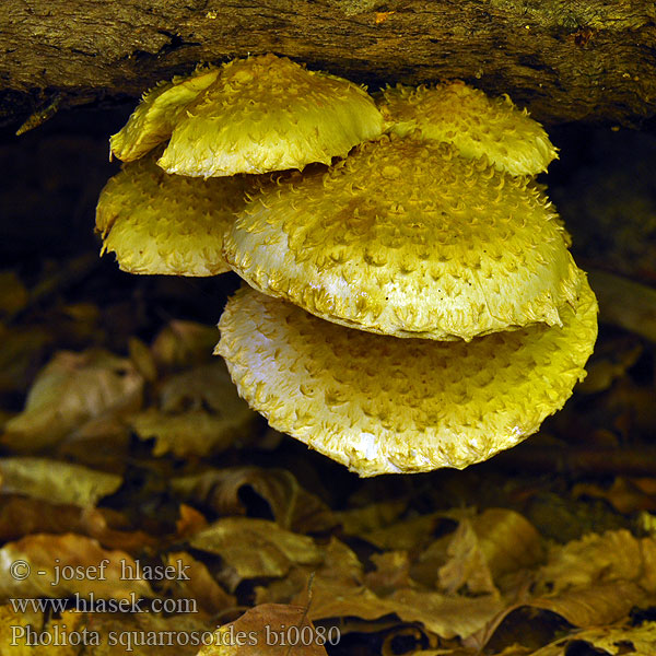 Bleicher Schüppling Brown-spored mushroom Šupinovka bledookrajová