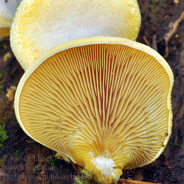 Orange oyster mushrooms Boczniaczek pomarańczowożółty